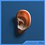 Human Ear