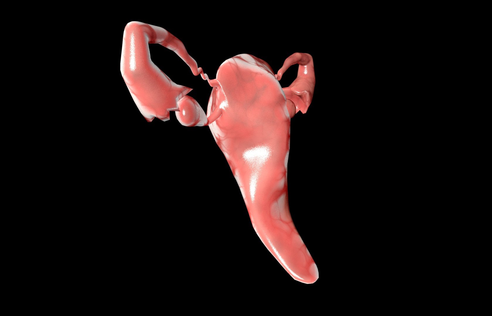 c4d uterus female anatomy reproductive https://p.turbosquid.com/ts-thumb/Qe/3RprAh/2aiFXSi9/frs0010/jpg/1376240759/1920x1080/fit_q87/1db92912d21cbf8f30a8a8cd9cc42a846bbb111e/frs0010.jpg