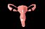 Sistema reproductor femenino de útero