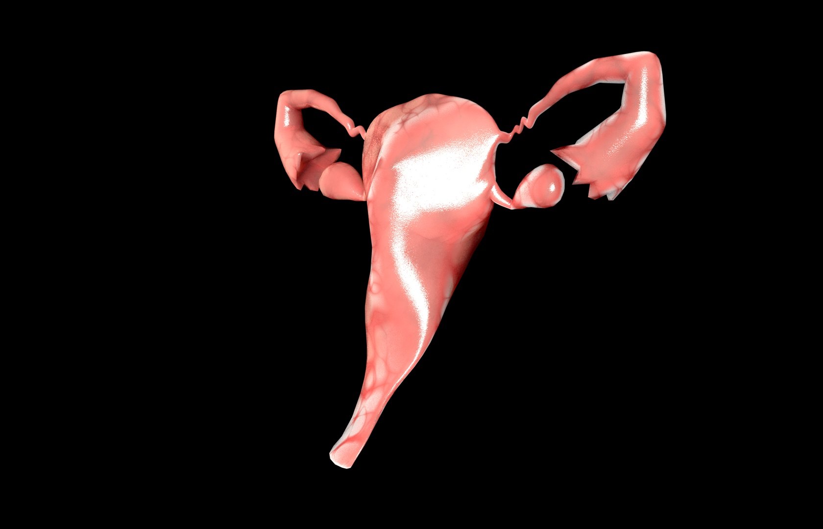 c4d uterus female anatomy reproductive https://p.turbosquid.com/ts-thumb/Qe/3RprAh/IbizSP2I/frs0031/jpg/1376240759/1920x1080/fit_q87/10f23c0f2b2c0335a2a049a4605588a9099c3d74/frs0031.jpg