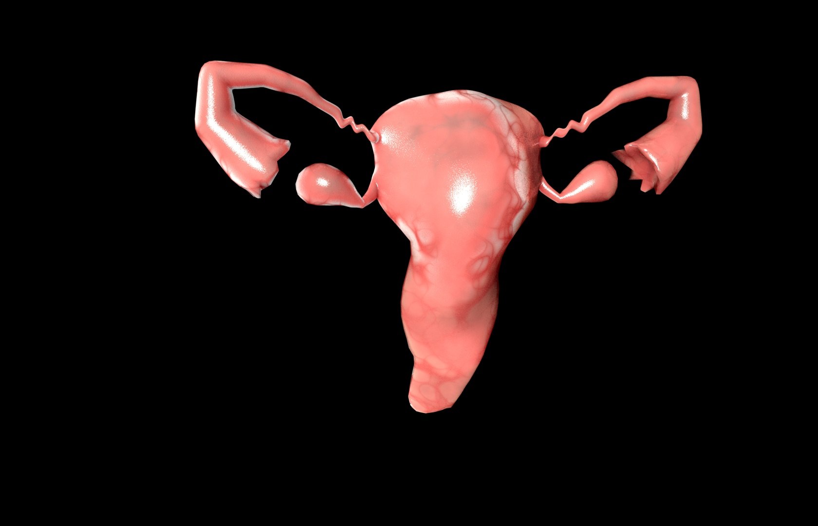 c4d uterus female anatomy reproductive https://p.turbosquid.com/ts-thumb/Qe/3RprAh/Mlso5KKk/frs0021/jpg/1376240759/1920x1080/fit_q87/416034daafc10e2db1d5543e04c63ab410f33837/frs0021.jpg