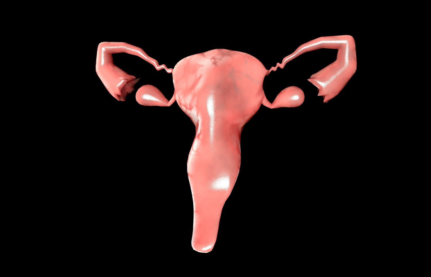 c4d uterus female anatomy reproductive https://p.turbosquid.com/ts-thumb/Qe/3RprAh/ODn9CQc4/frs0035/jpg/1376240759/1920x1080/fit_q87/59c1d45c86529c8804cdb5c85bbfe11e3e82a89d/frs0035.jpg