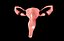 Sistema reproductor femenino de útero