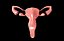 Sistema reproductor femenino de útero