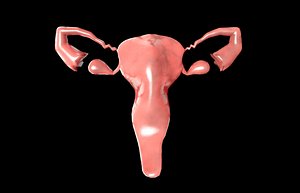 Uterus Female Reproductive System
