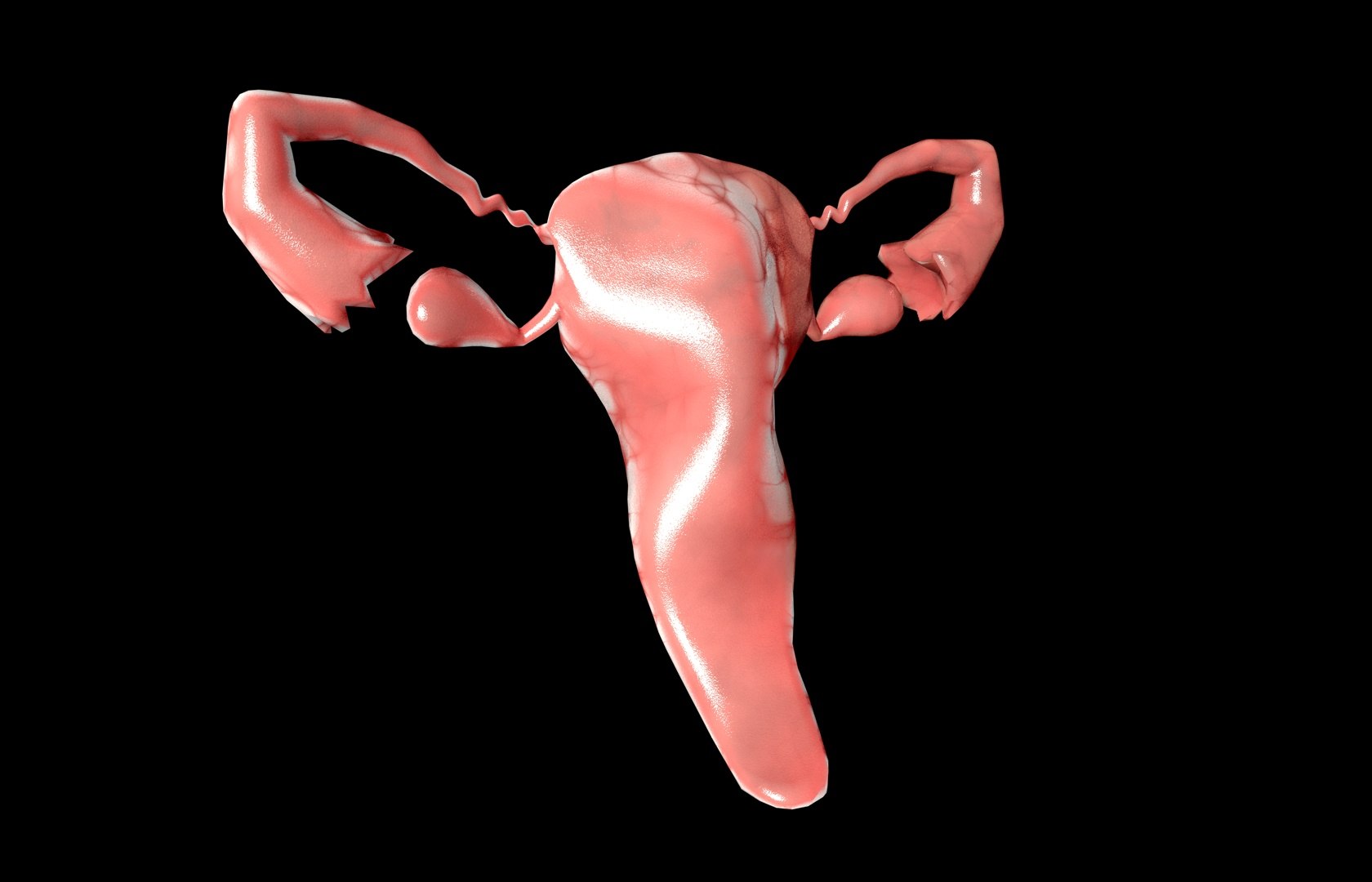 c4d uterus female anatomy reproductive https://p.turbosquid.com/ts-thumb/Qe/3RprAh/TXooegt2/frs0007/jpg/1376240759/1920x1080/fit_q87/3b6d77c2ec35424b15061ed190e7ff15bef17e7e/frs0007.jpg