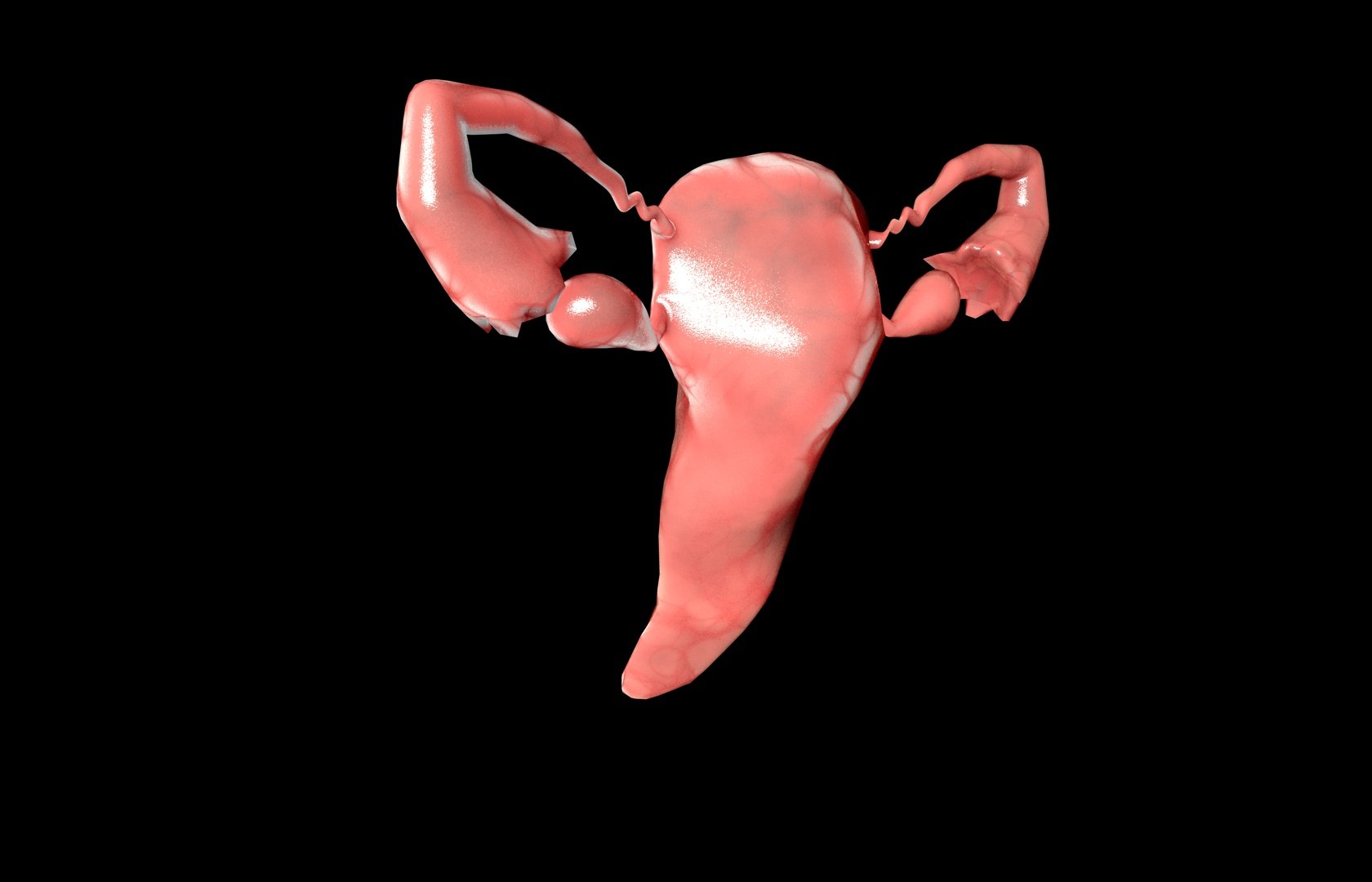 c4d uterus female anatomy reproductive https://p.turbosquid.com/ts-thumb/Qe/3RprAh/UQxFurQ9/frs0023/jpg/1376240759/1920x1080/fit_q87/edd553a99ed3366b25c0eadeac2d33d5057d3043/frs0023.jpg