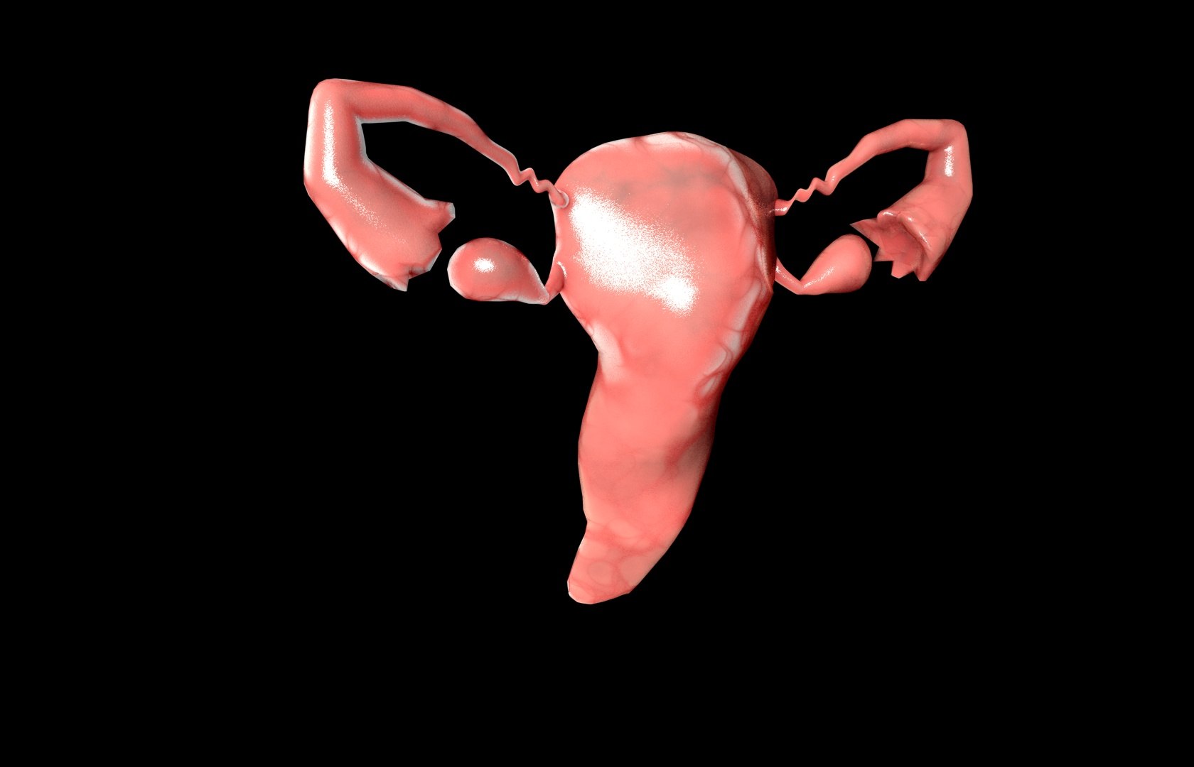 c4d uterus female anatomy reproductive https://p.turbosquid.com/ts-thumb/Qe/3RprAh/aoJx3XCU/frs0022/jpg/1376240759/1920x1080/fit_q87/c817cfba671da4d22d57194b0c58d532335328cf/frs0022.jpg