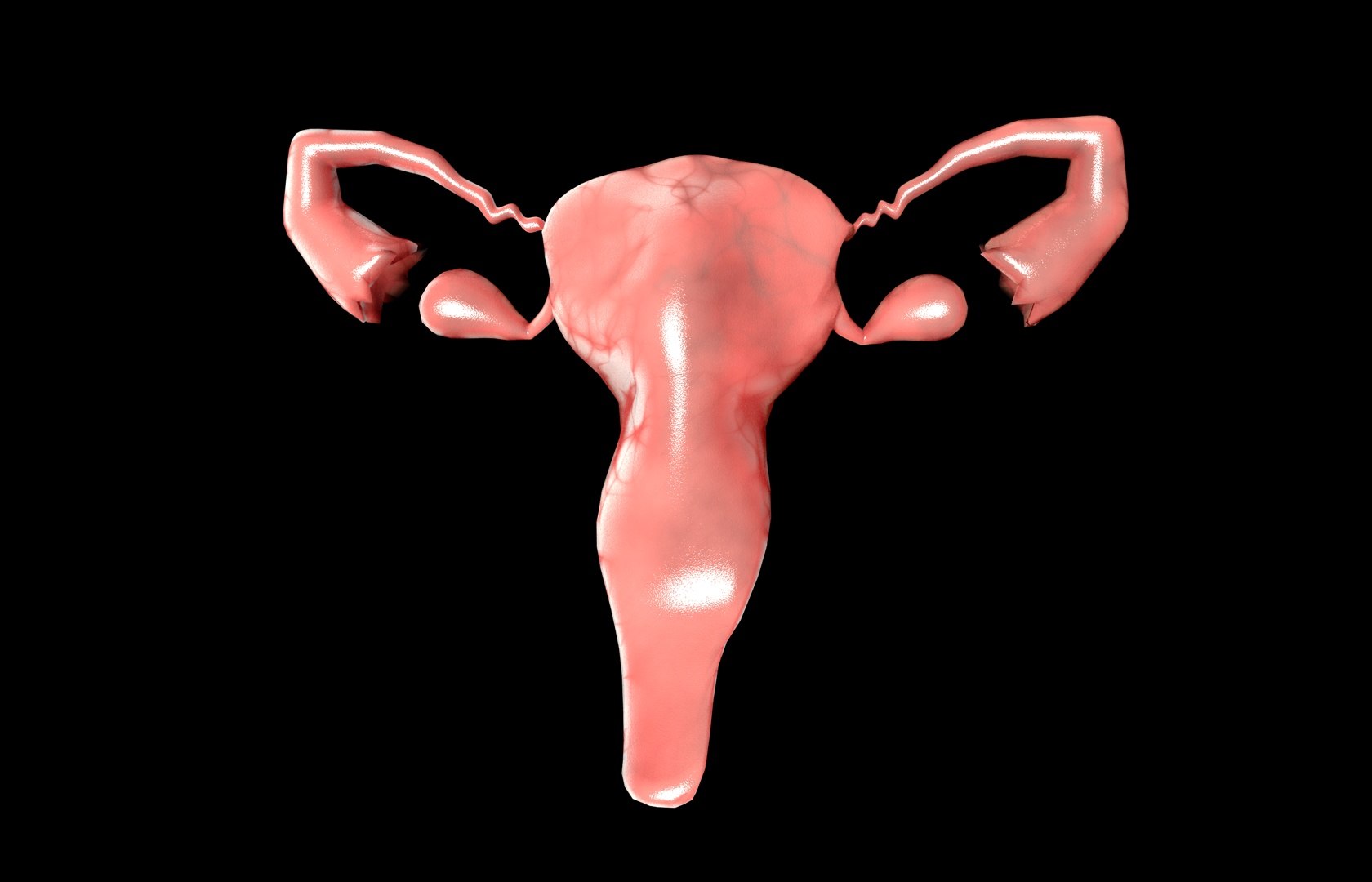 c4d uterus female anatomy reproductive https://p.turbosquid.com/ts-thumb/Qe/3RprAh/dOzKiR5s/frs0036/jpg/1376240759/1920x1080/fit_q87/8de4226c9586280bd062b005bd8134ccd1b22c95/frs0036.jpg