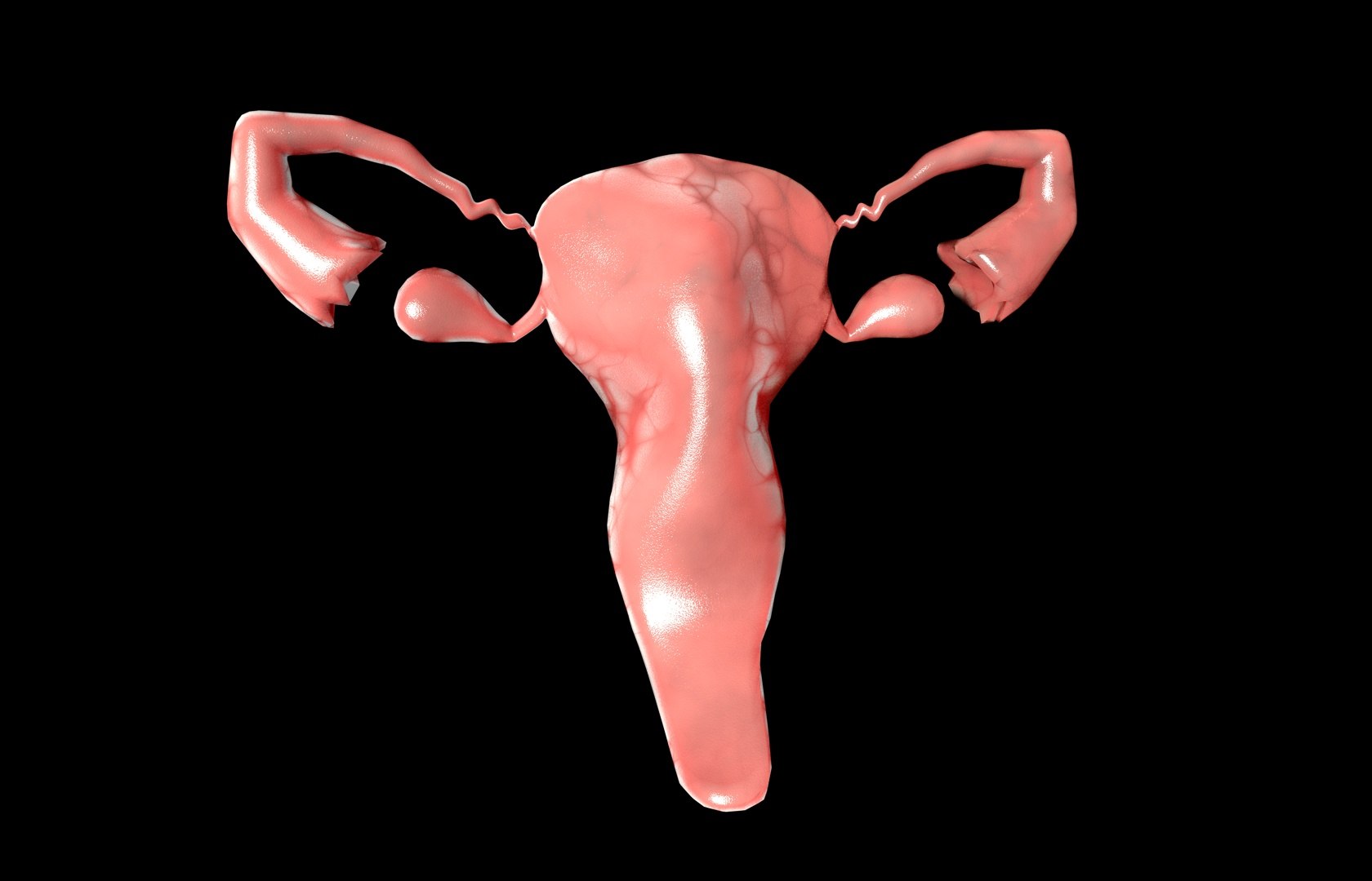 c4d uterus female anatomy reproductive https://p.turbosquid.com/ts-thumb/Qe/3RprAh/iKgAPtcz/frs0004/jpg/1376240759/1920x1080/fit_q87/637440bb42e033f198022344139ac5f48f3899ec/frs0004.jpg