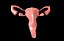 Sistema reproductor femenino de útero