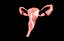 Sistema reproductor femenino de útero