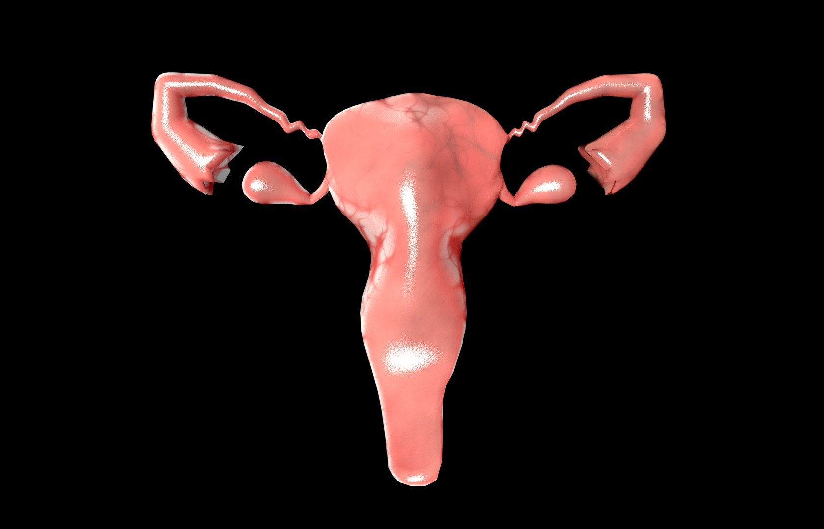 c4d uterus female anatomy reproductive https://p.turbosquid.com/ts-thumb/Qe/3RprAh/jdLbN1Hi/frs0039/jpg/1376240759/1920x1080/fit_q87/687cdcc8dff218d9355b8b23ed194042d3b9752d/frs0039.jpg