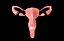 Sistema reproductor femenino de útero