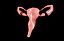 Sistema reproductor femenino de útero