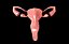 Sistema reproductor femenino de útero