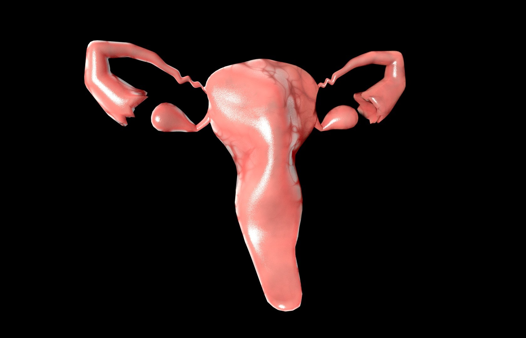 c4d uterus female anatomy reproductive https://p.turbosquid.com/ts-thumb/Qe/3RprAh/qfhUs4Ds/frs0005/jpg/1376240759/1920x1080/fit_q87/9d73f4a6aedf48ca11bef1bdf4d90fddad8d4e1a/frs0005.jpg