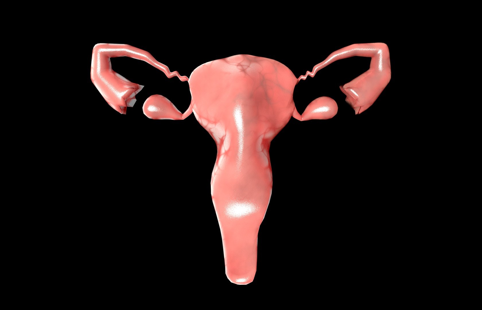 c4d uterus female anatomy reproductive https://p.turbosquid.com/ts-thumb/Qe/3RprAh/szgVV7TE/frs0038/jpg/1376240759/1920x1080/fit_q87/f7525a911df1dd9feddac655278a38d225509e88/frs0038.jpg