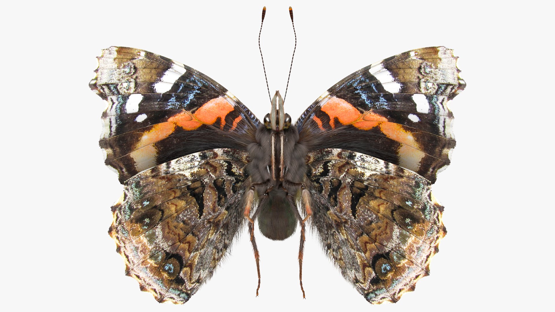 Animated Flight Red Admirable Butterfly Fur 3D model preview