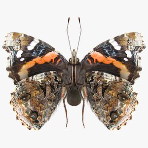 Animated Flight Red Admirable Butterfly Fur
