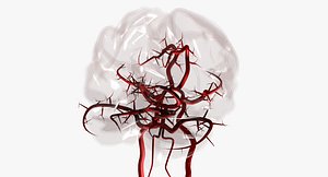 Blood Supply Of Brain -  Circle of Willis 3d Model HD