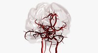 Blood Supply Of Brain -  Circle of Willis 3d Model HD
