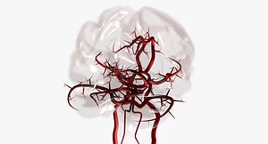 Blood Supply Of Brain - Circle of Willis 3d Model HD