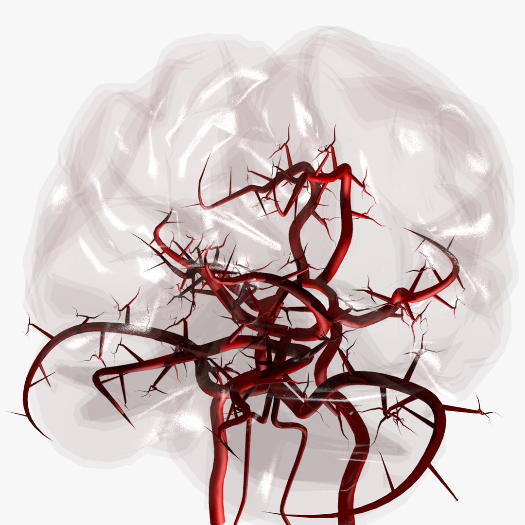 3ds max arteries brain circle willis https://p.turbosquid.com/ts-thumb/Qe/hQ8UkK/m62tsAsL/signatureimage2/jpg/1430838460/1920x1080/fit_q87/e710fac93e7e7f1e5ec1bad00a2815d1c942b98d/signatureimage2.jpg