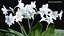 Eucharis grandiflora - Amazon Lily 3D model