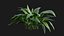 Eucharis grandiflora - Amazon Lily 3D model
