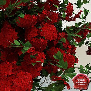 3d model of shrub Ihora