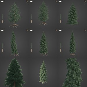 2021 PBR White Spruce Collection - Picea Glauca