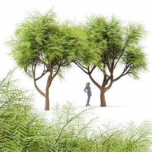 3D model Velvet Mesquite 2Trees