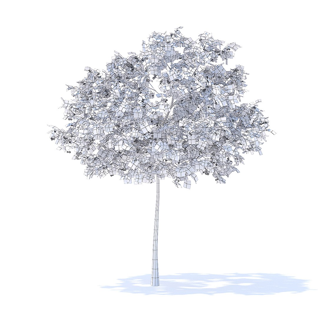 Cherry Tree 3 3m 3D Model - TurboSquid 1253157