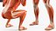 Anatomy Male Muscular System Squats Animated Rigged