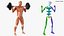 Anatomy Male Muscular System Squats Animated Rigged