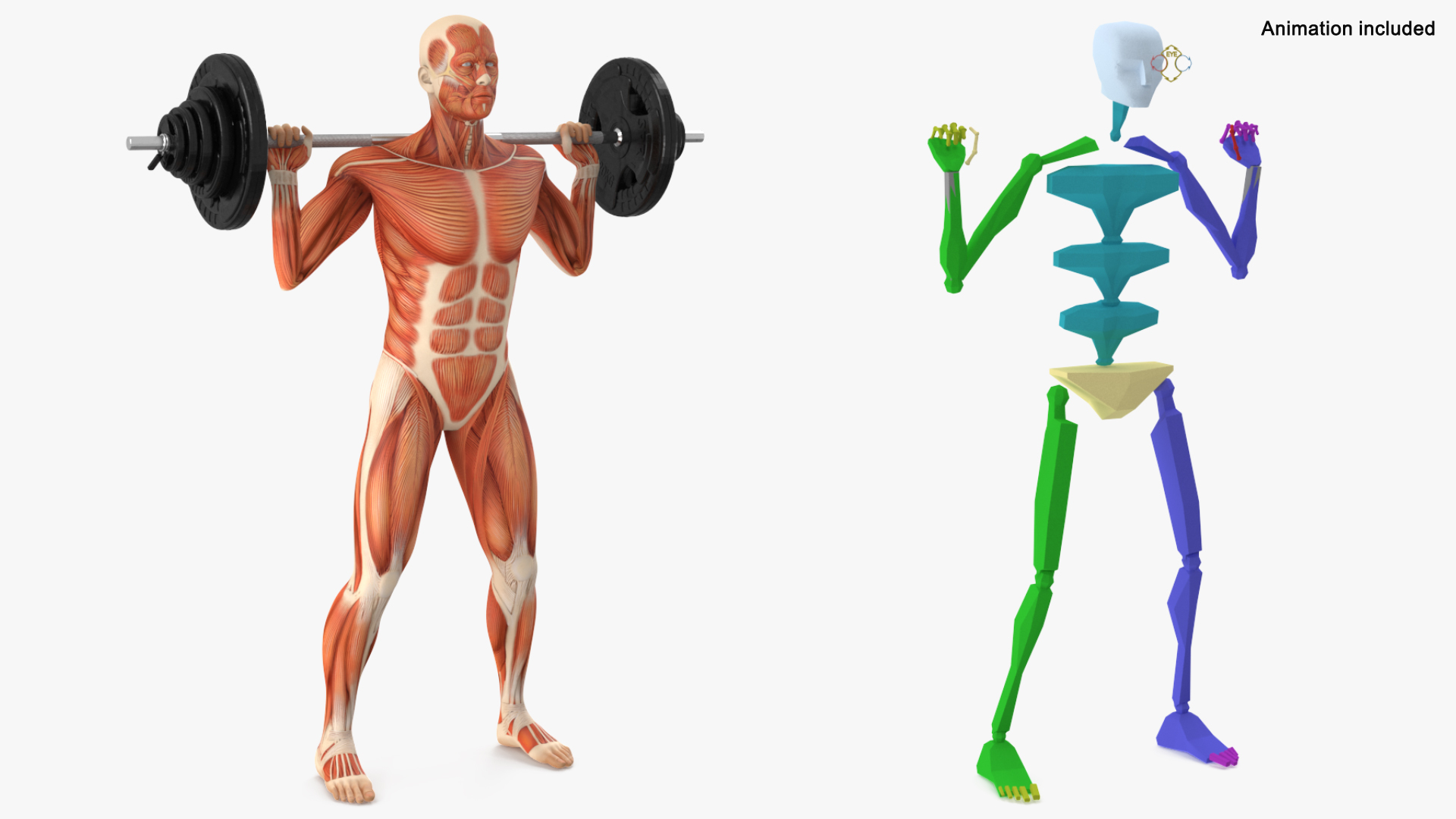 Anatomy Male Muscular System Squats Animated Rigged 3D model https://p.turbosquid.com/ts-thumb/Qf/64Nazq/4E/anatomy_male_muscular_system_squats_animated_rigged_362/jpg/1745558833/1920x1080/turn_fit_q99/4eb65382466a036b043f4ef3db331f0b046cc2b9/anatomy_male_muscular_system_squats_animated_rigged_362-1.jpg