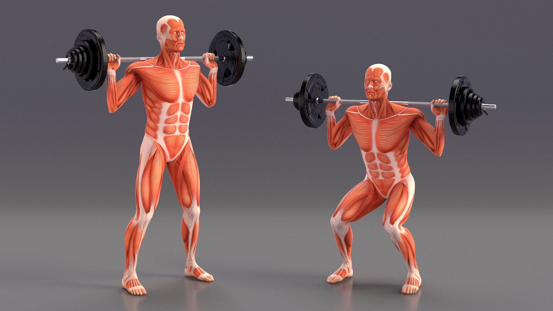 Anatomy Male Muscular System Squats Animated Rigged 3D model https://p.turbosquid.com/ts-thumb/Qf/64Nazq/Tq/anatomy_male_muscular_system_squats_animated_rigged_004/jpg/1745558909/1920x1080/fit_q87/3e131f5010e57c61303f76b68e05570c019b3bb1/anatomy_male_muscular_system_squats_animated_rigged_004.jpg