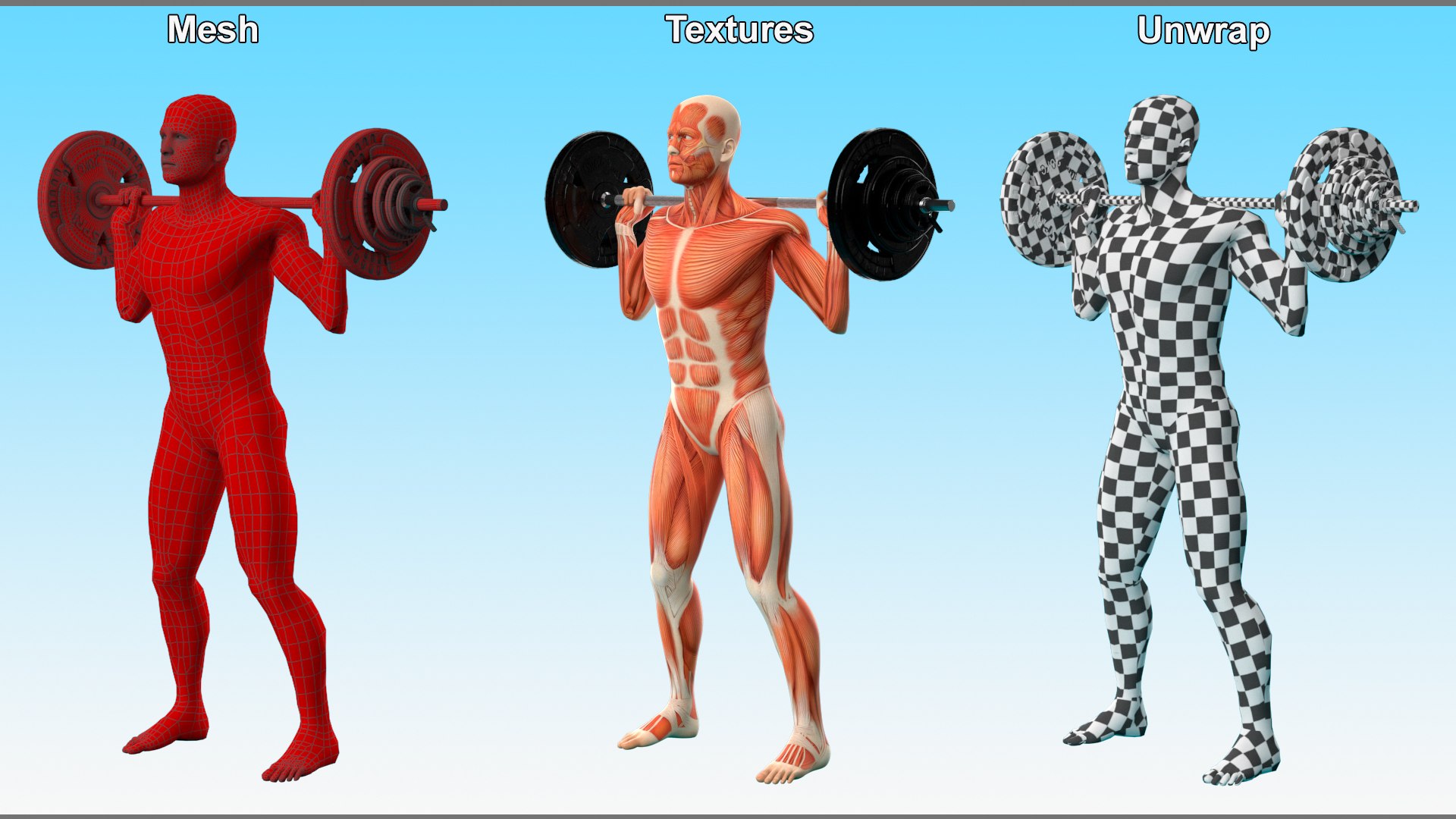 Anatomy Male Muscular System Squats Animated Rigged 3D model https://p.turbosquid.com/ts-thumb/Qf/64Nazq/U6/anatomy_male_muscular_system_squats_animated_rigged_010/jpg/1745558927/1920x1080/fit_q87/b065b2d9f688e30f0ce7a4438d0d850c6828f1f4/anatomy_male_muscular_system_squats_animated_rigged_010.jpg