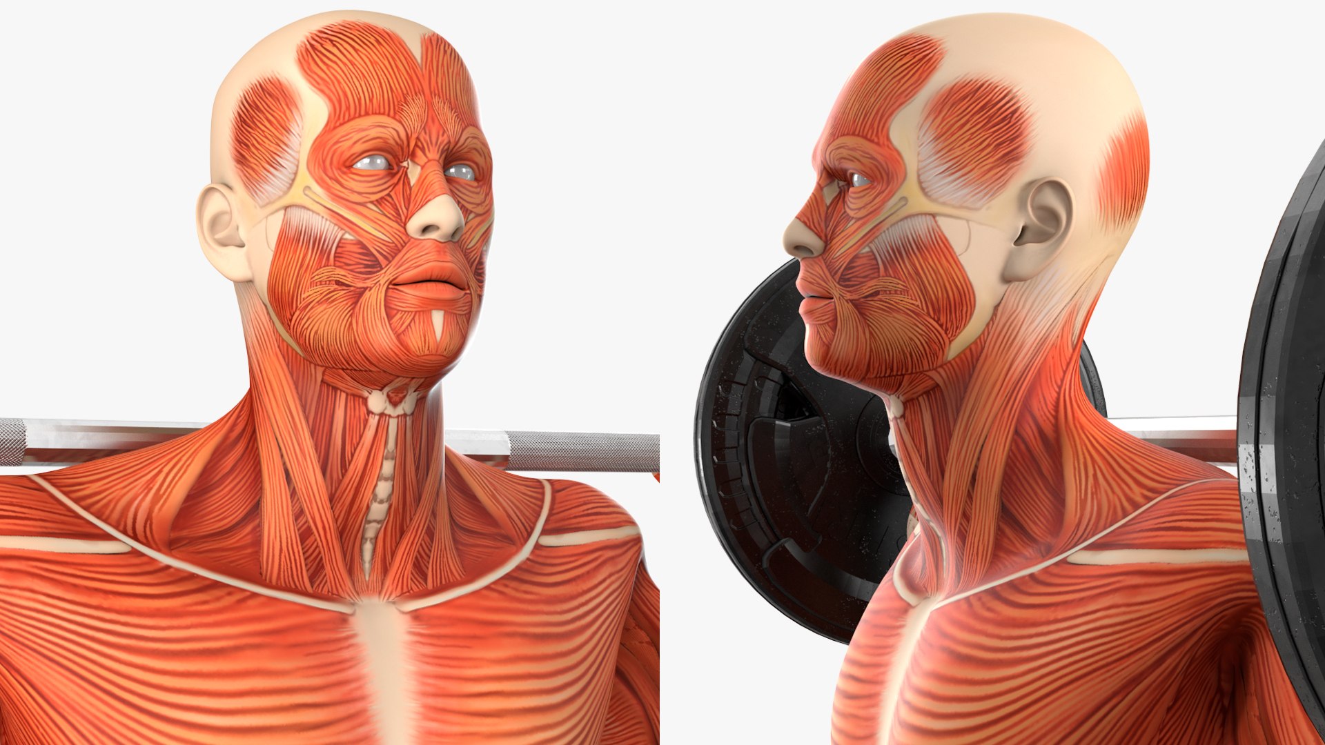 Anatomy Male Muscular System Squats Animated Rigged 3D model https://p.turbosquid.com/ts-thumb/Qf/64Nazq/Uy/anatomy_male_muscular_system_squats_animated_rigged_008/jpg/1745558921/1920x1080/fit_q87/da3f9851407a8b286509f7963adf921f23e6d04f/anatomy_male_muscular_system_squats_animated_rigged_008.jpg