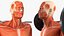 Anatomy Male Muscular System Squats Animated Rigged