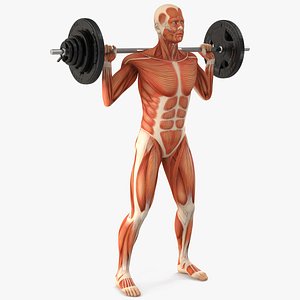Anatomy Male Muscular System Squats Animated Rigged 3D model