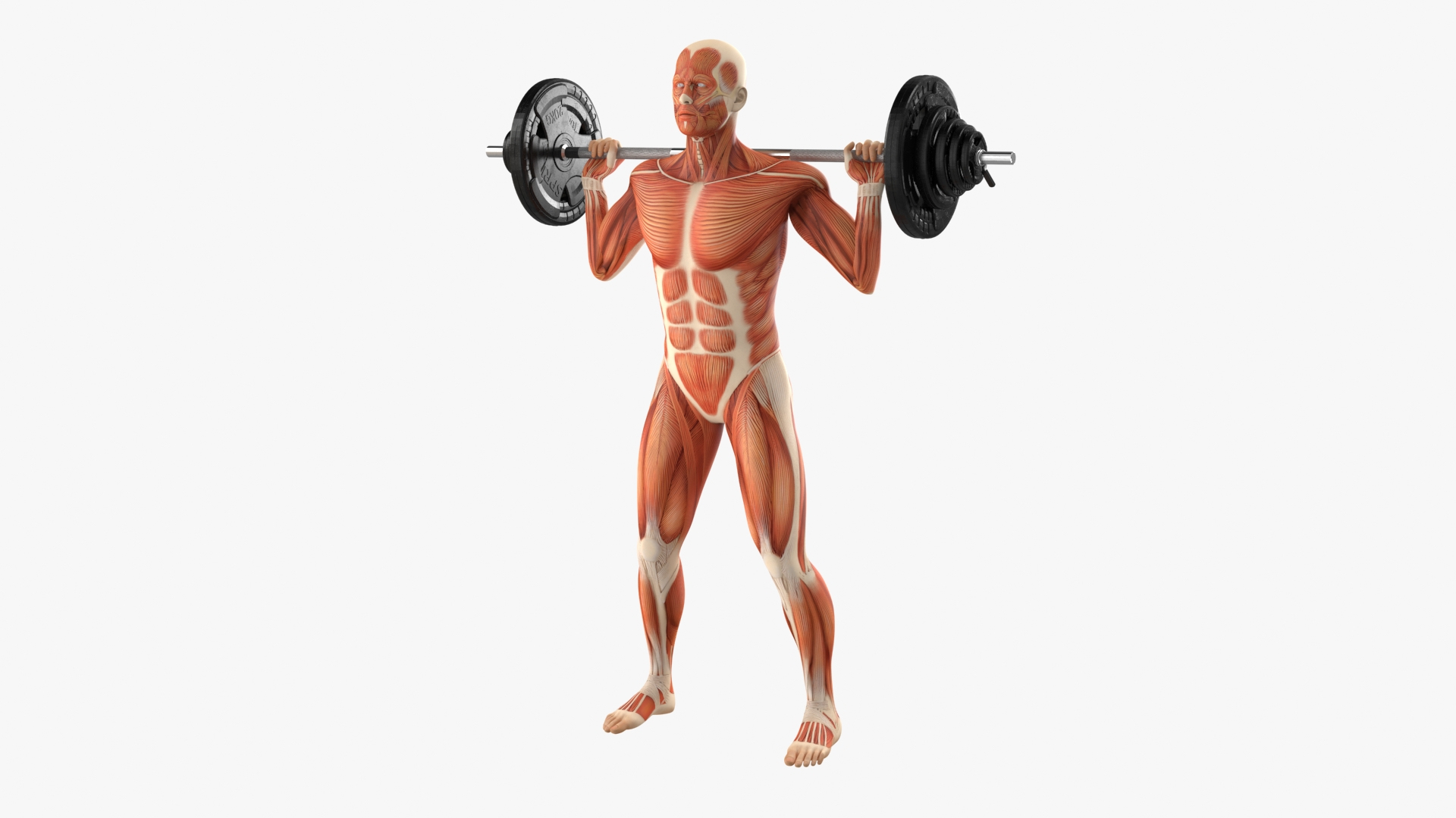 Anatomy Male Muscular System Squats Animated Rigged 3D model https://p.turbosquid.com/ts-thumb/Qf/64Nazq/We/anatomy_male_muscular_system_squats_animated_rigged_360/jpg/1745558702/1920x1080/turn_fit_q99/830746d34db7b27fc2b51823458f0c7817ace923/anatomy_male_muscular_system_squats_animated_rigged_360-1.jpg