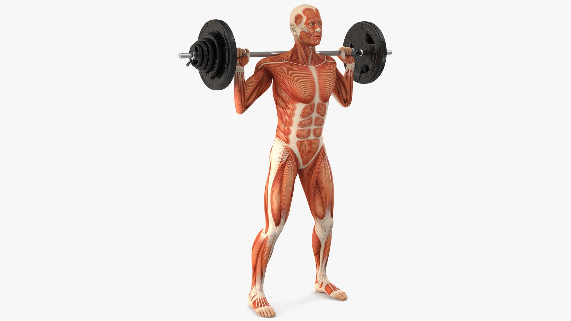 Anatomy Male Muscular System Squats Animated Rigged 3D model https://p.turbosquid.com/ts-thumb/Qf/64Nazq/Wt/anatomy_male_muscular_system_squats_animated_rigged_001/jpg/1745558699/1920x1080/fit_q87/19ac78580bbb61871e5e2c19ea1d1122b2f39136/anatomy_male_muscular_system_squats_animated_rigged_001.jpg