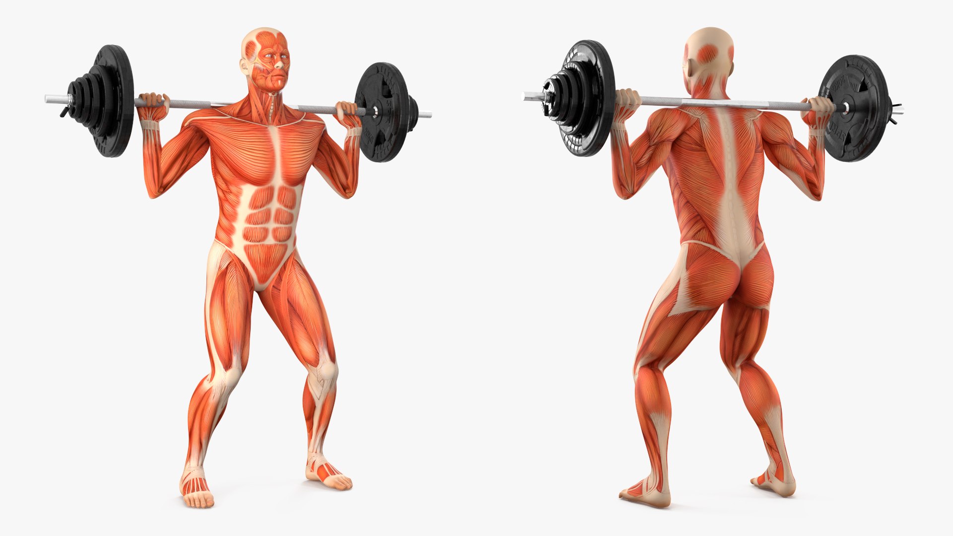 Anatomy Male Muscular System Squats Animated Rigged 3D model https://p.turbosquid.com/ts-thumb/Qf/64Nazq/ZA/anatomy_male_muscular_system_squats_animated_rigged_006/jpg/1745558915/1920x1080/fit_q87/8bb261f815fc164bf391631a888bca7e83d5f7a9/anatomy_male_muscular_system_squats_animated_rigged_006.jpg