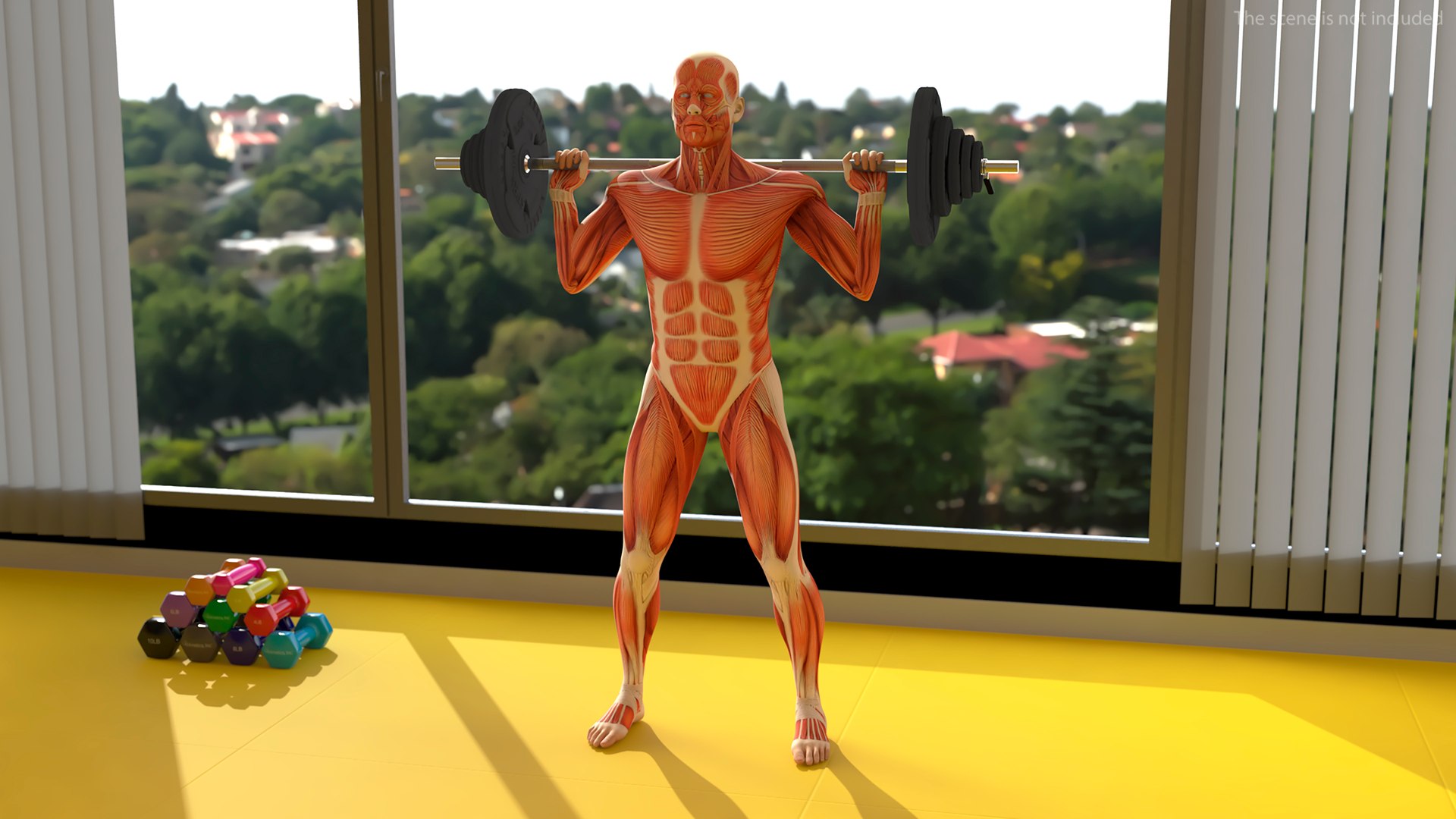 Anatomy Male Muscular System Squats Animated Rigged 3D model https://p.turbosquid.com/ts-thumb/Qf/64Nazq/ph/anatomy_male_muscular_system_squats_animated_rigged_002/jpg/1745558903/1920x1080/fit_q87/502794426e35fc96dcb6e77fa5a76d5ae58aca7d/anatomy_male_muscular_system_squats_animated_rigged_002.jpg