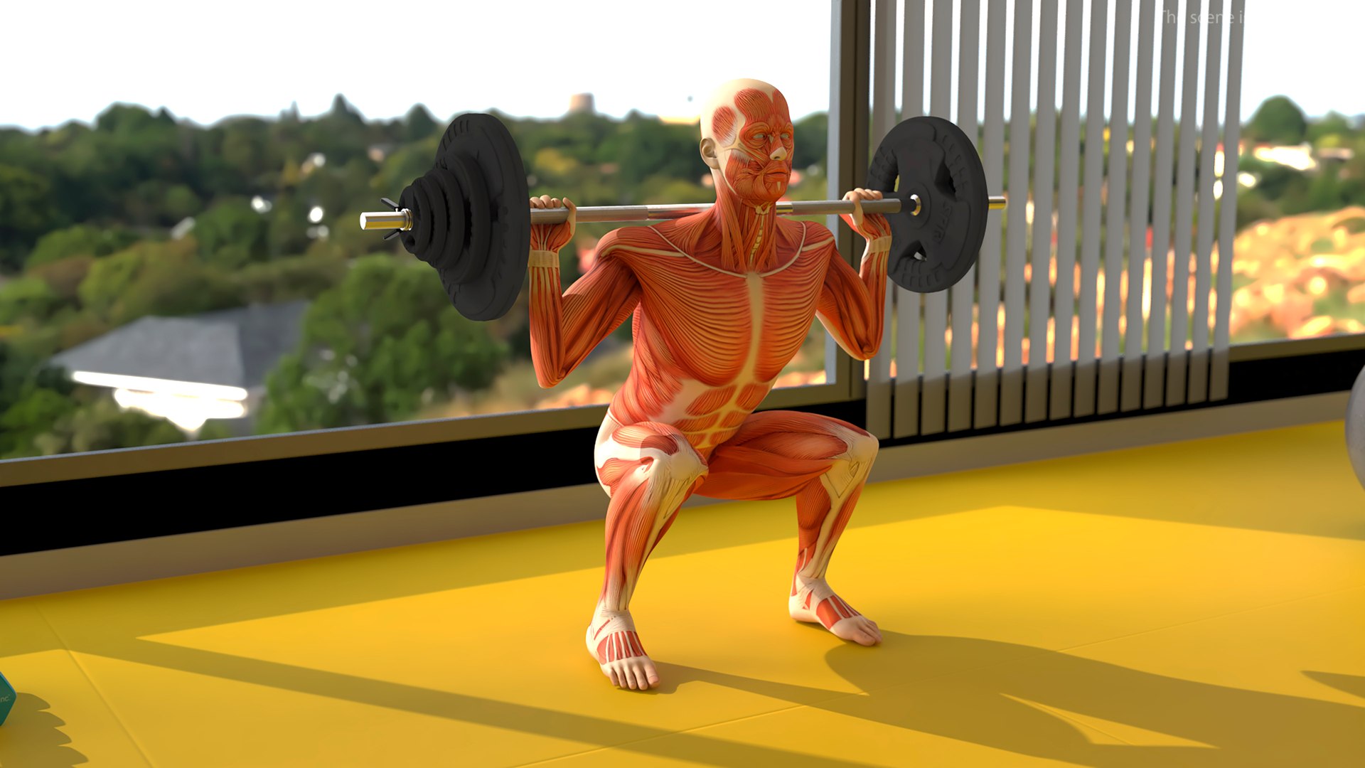 Anatomy Male Muscular System Squats Animated Rigged 3D model https://p.turbosquid.com/ts-thumb/Qf/64Nazq/pu/anatomy_male_muscular_system_squats_animated_rigged_003/jpg/1745558906/1920x1080/fit_q87/b4d171a2bda64a4ce198fac36440a590125bbe53/anatomy_male_muscular_system_squats_animated_rigged_003.jpg