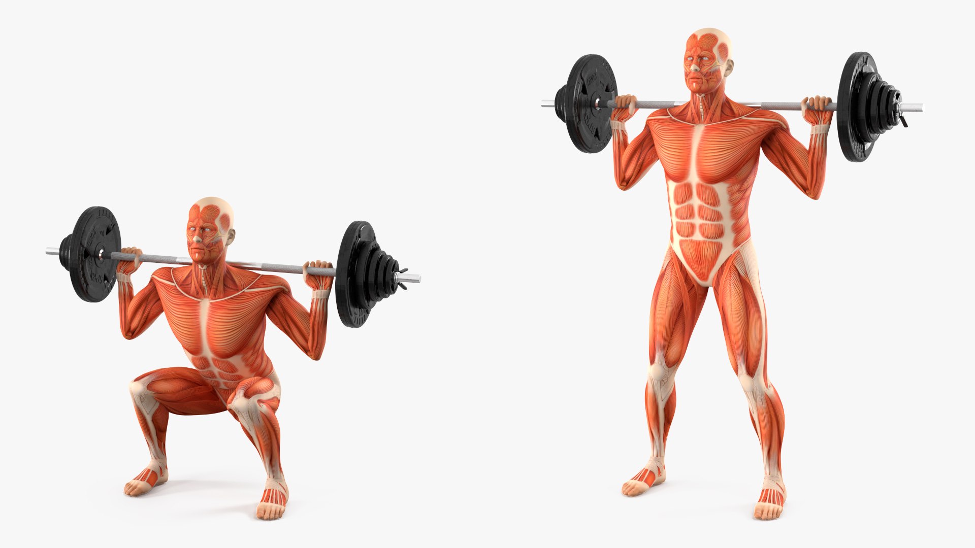 Anatomy Male Muscular System Squats Animated Rigged 3D model https://p.turbosquid.com/ts-thumb/Qf/64Nazq/t2/anatomy_male_muscular_system_squats_animated_rigged_005/jpg/1745558912/1920x1080/fit_q87/21a36b3b7c14b0088cd25e32e0f49598bf971bad/anatomy_male_muscular_system_squats_animated_rigged_005.jpg