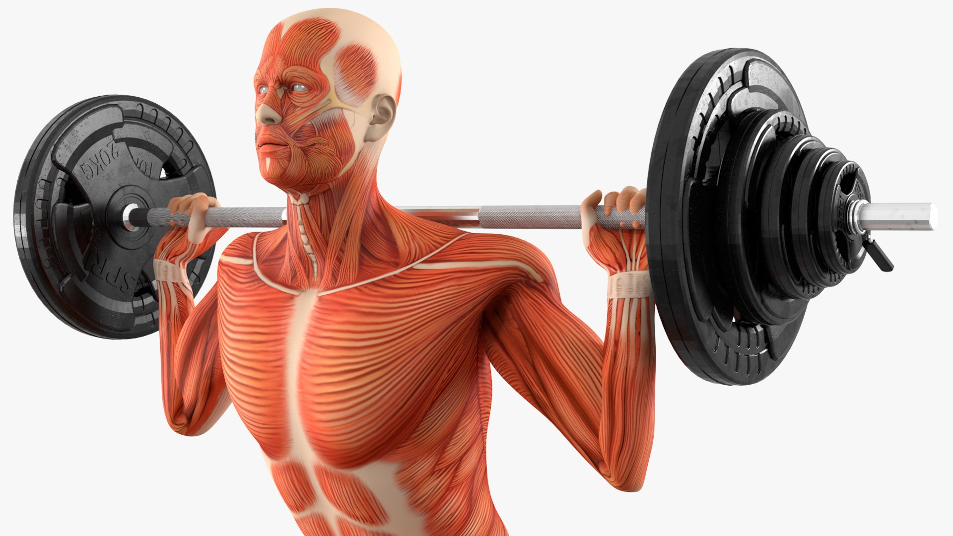 Anatomy Male Muscular System Squats Animated Rigged 3D model https://p.turbosquid.com/ts-thumb/Qf/64Nazq/wq/anatomy_male_muscular_system_squats_animated_rigged_007/jpg/1745558918/1920x1080/fit_q87/89955ddc7d50b4457e382df8a8cf43e14398ec30/anatomy_male_muscular_system_squats_animated_rigged_007.jpg
