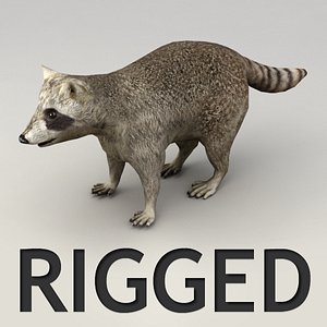 max rigged raccoon